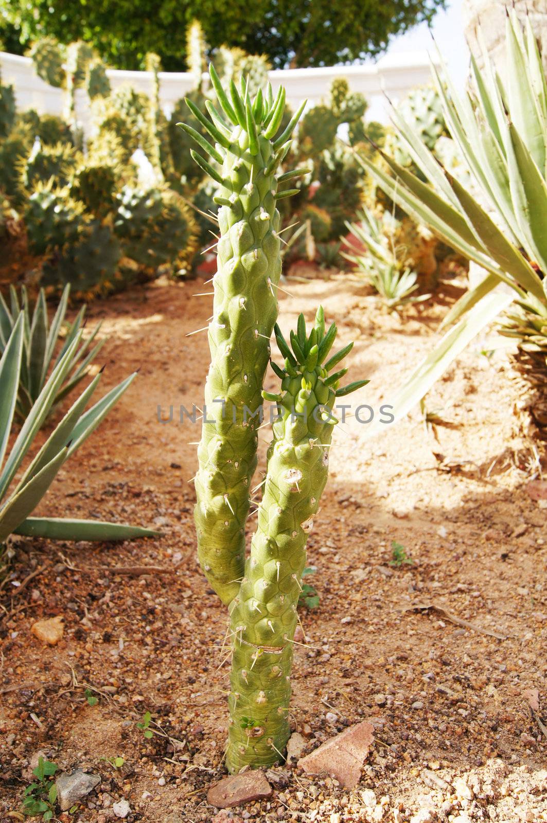 Cactus by Elet