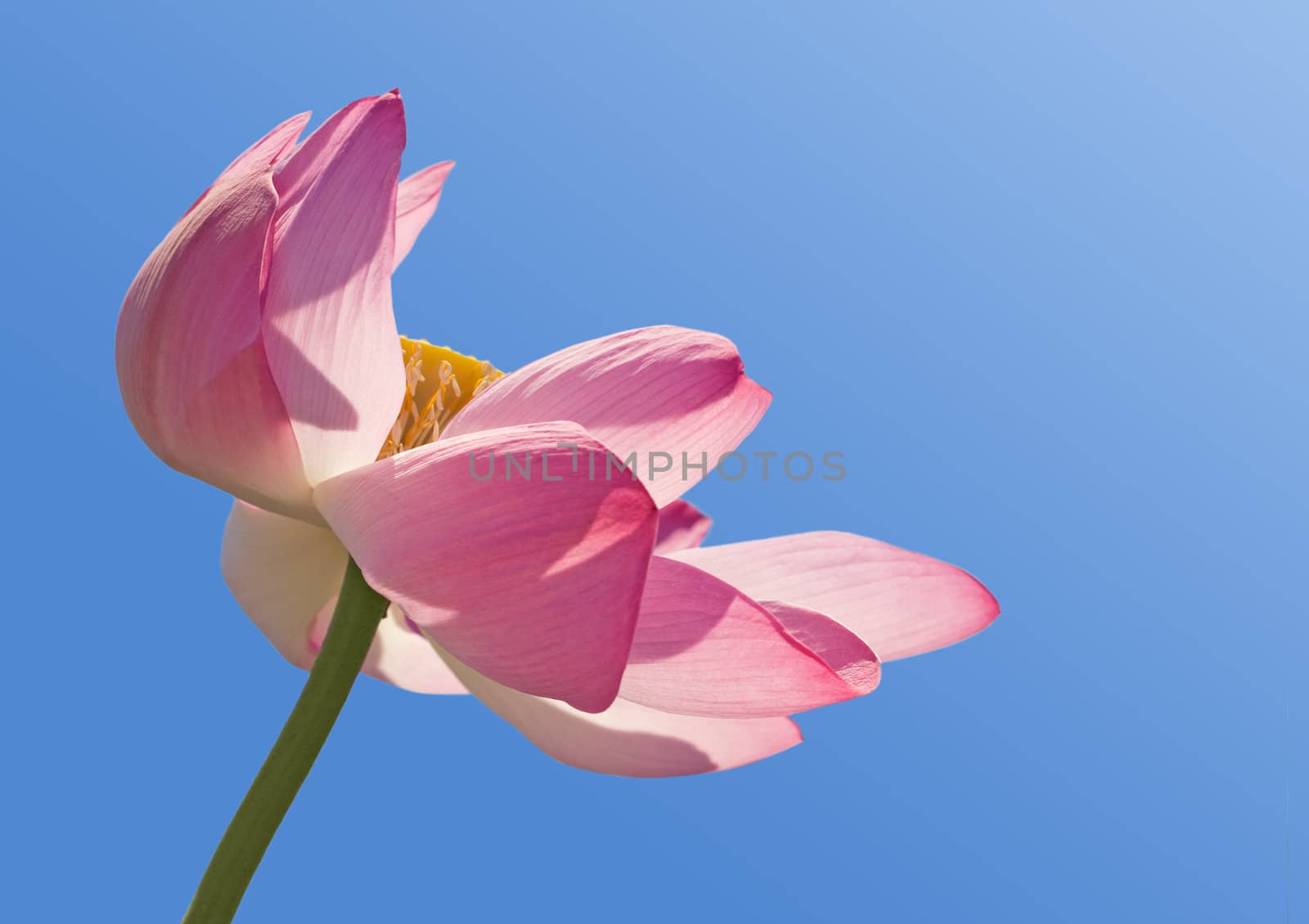 Pink lotus over blue sky, view from below