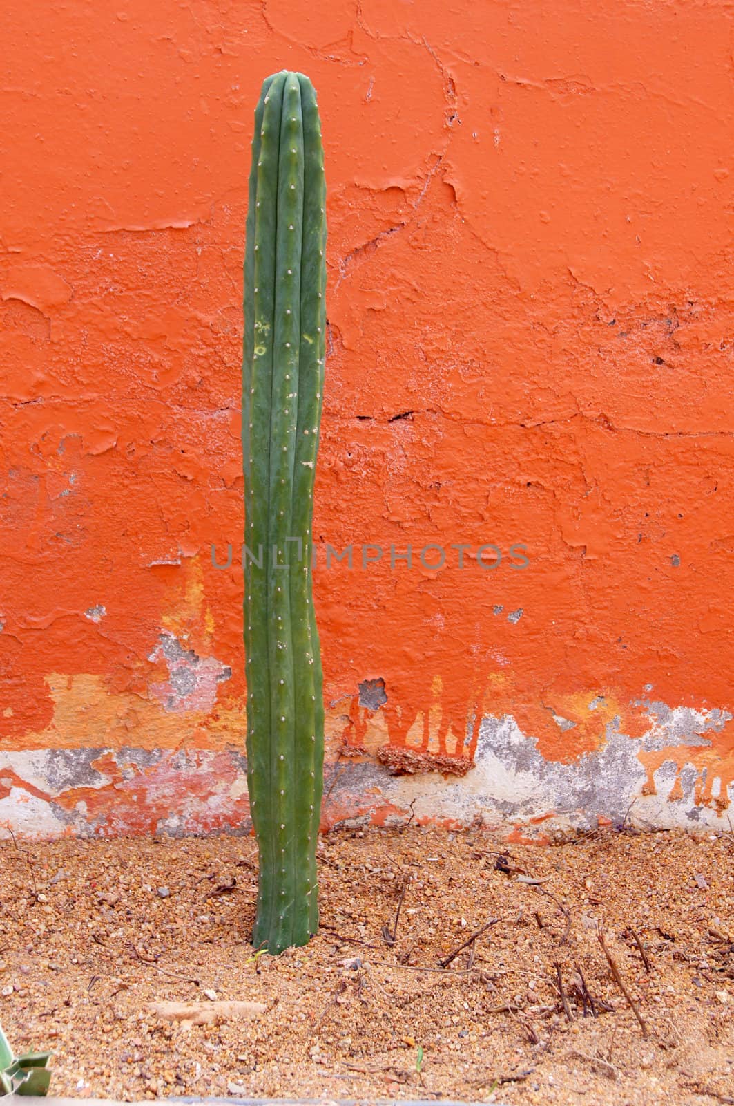 Close up of cactus plant close to the red wall                  