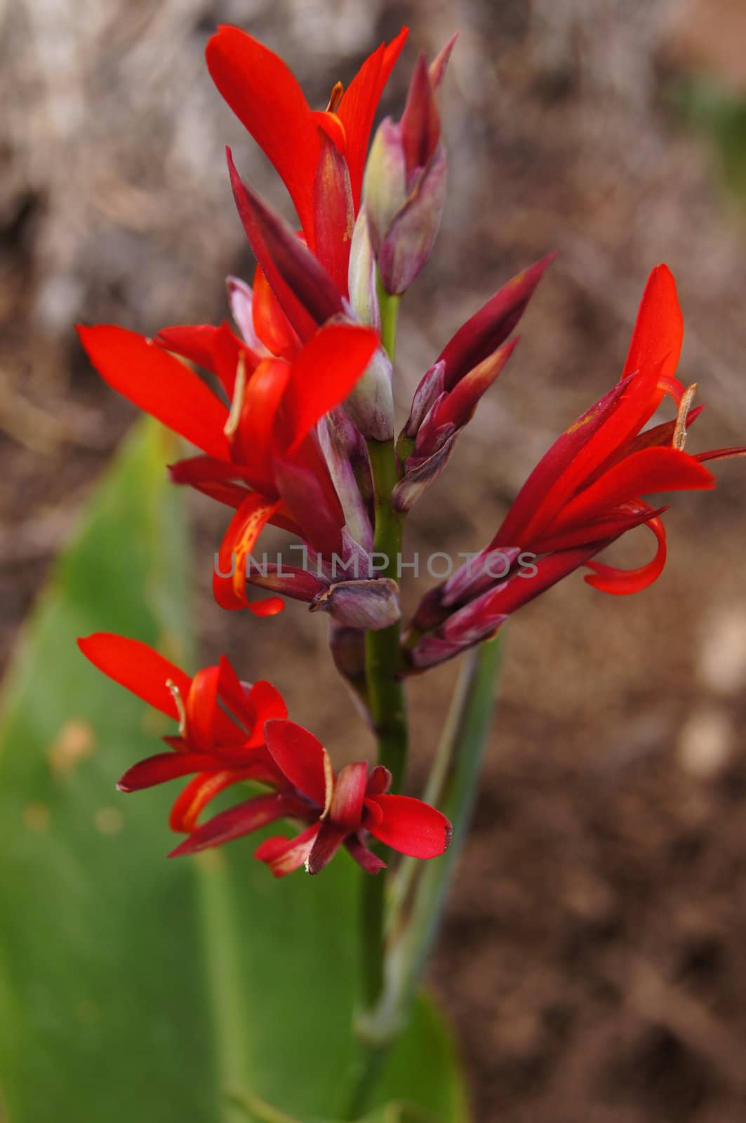 Blooming tropical tree with bright red flowers