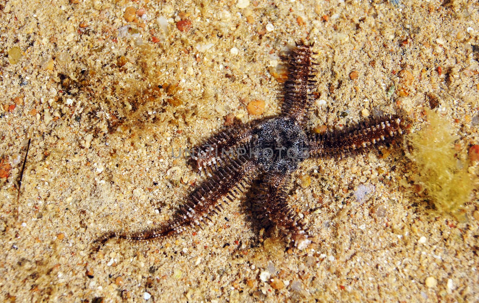 Close up of grey brittle star in the sea           