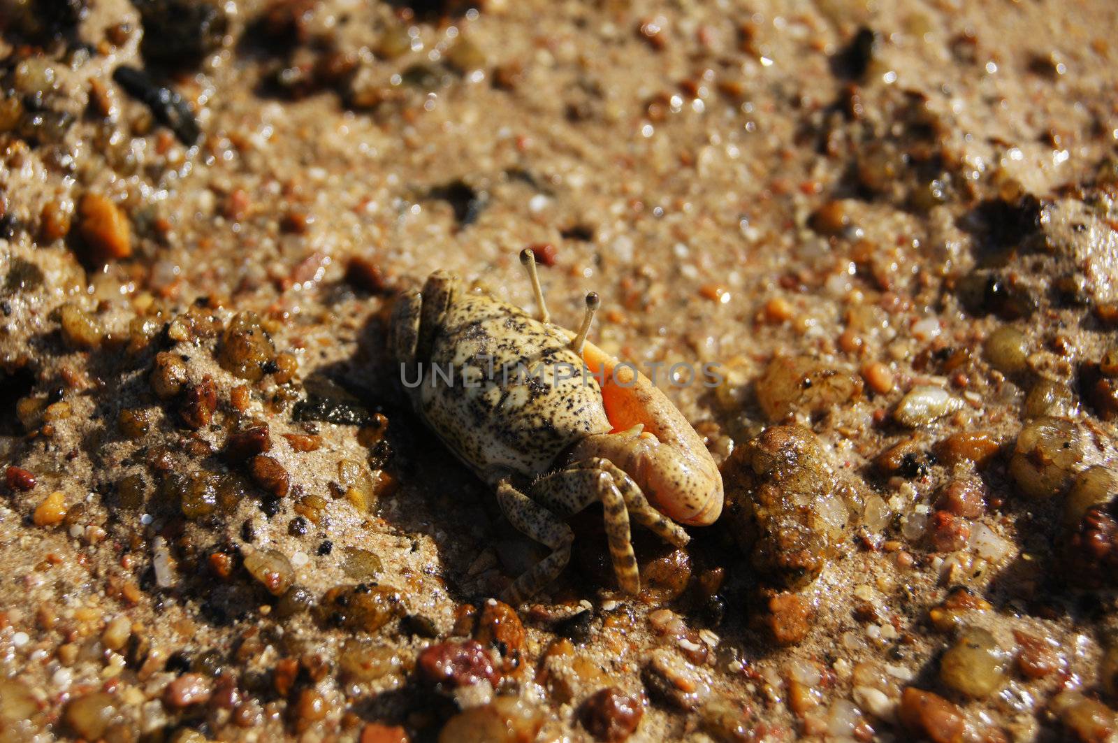 Single-clamp crab out of the Cave            