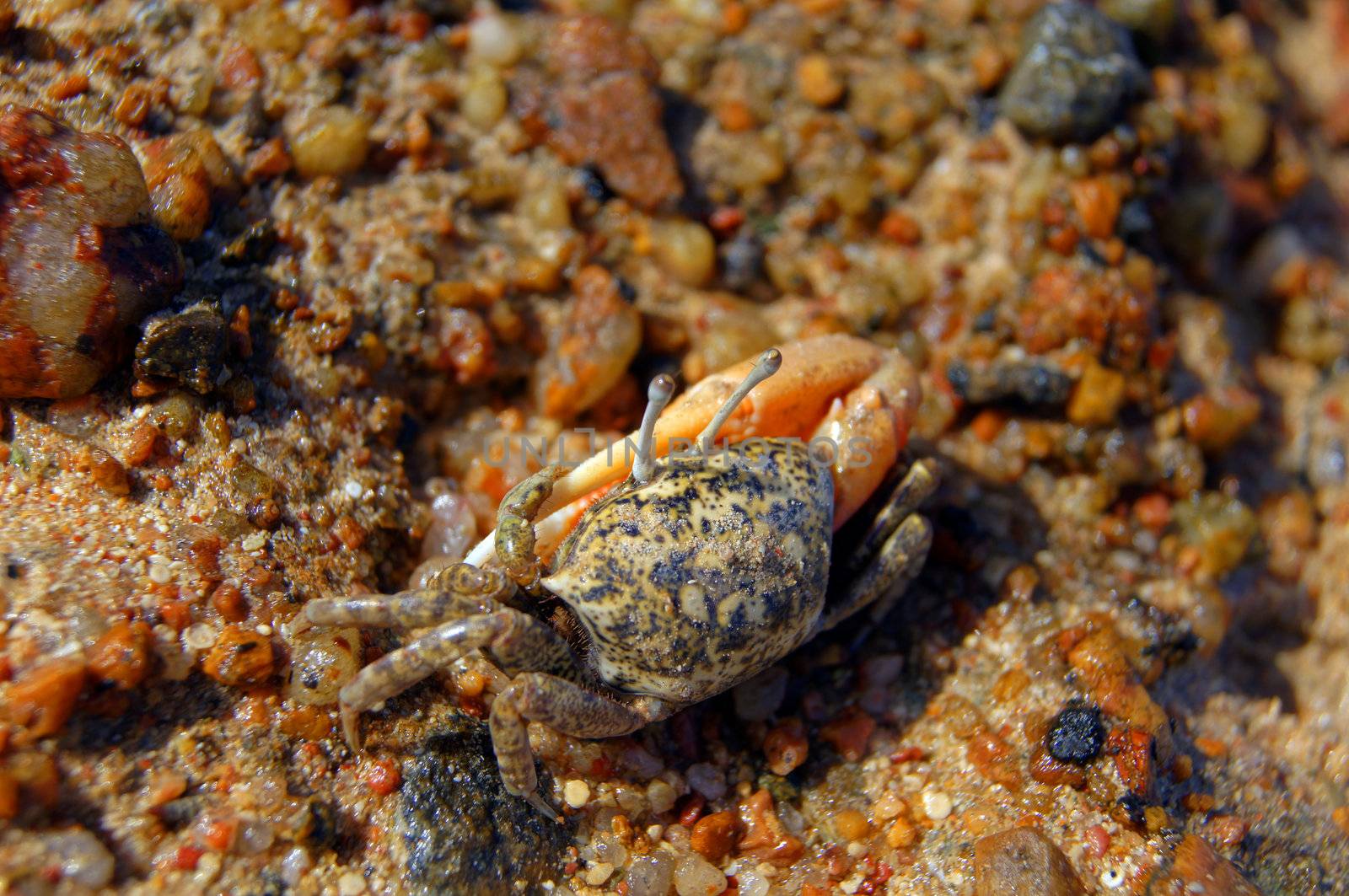 Single-clamp crab out of the Cave                   