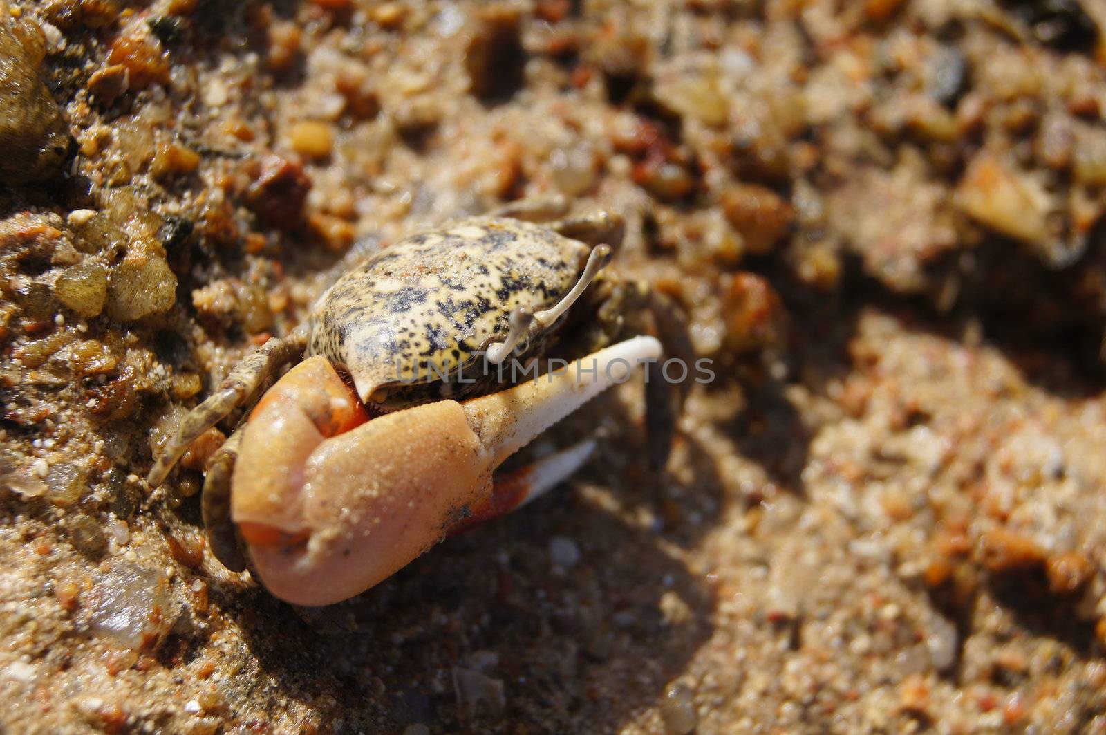 Single-clamp crab out of the Cave