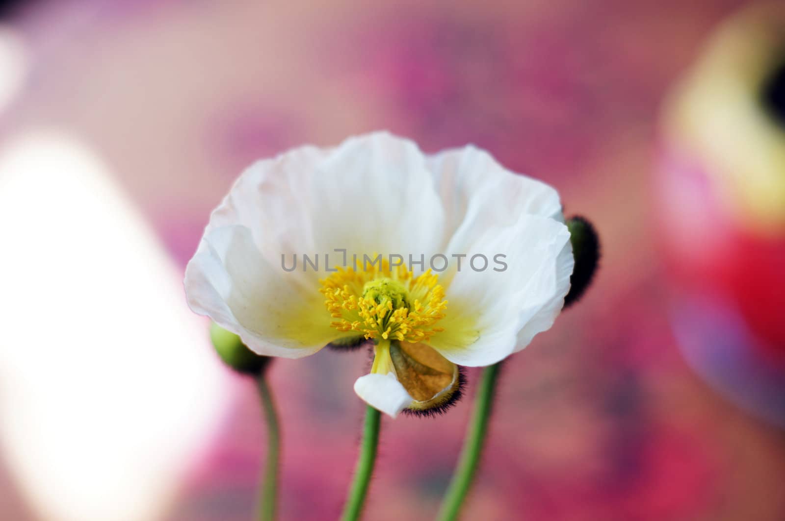 Close up of poppy flowers in the pots