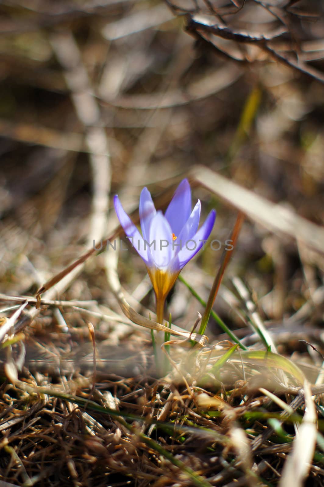 First spring flowers: blue crocus flowers in the wood by Elet