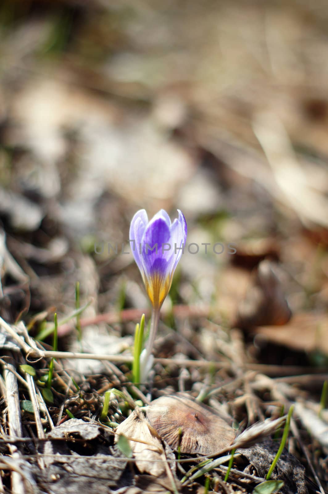 First spring flowers: blue crocus flowers in the wood