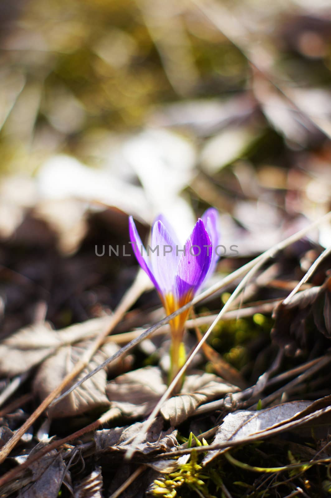 First spring flowers: blue crocus flowers in the wood by Elet