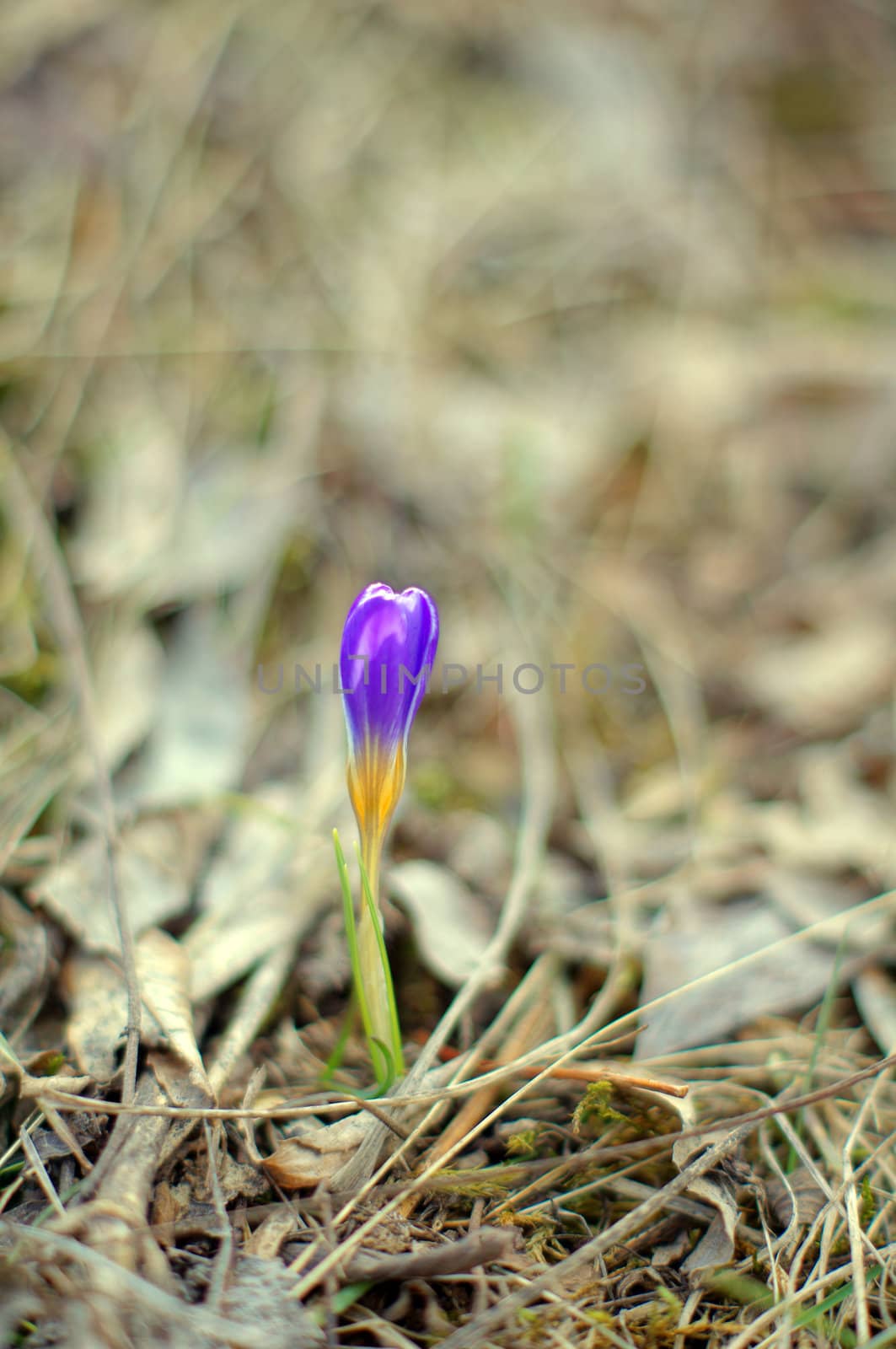 First spring flowers: blue crocus flowers in the wood by Elet