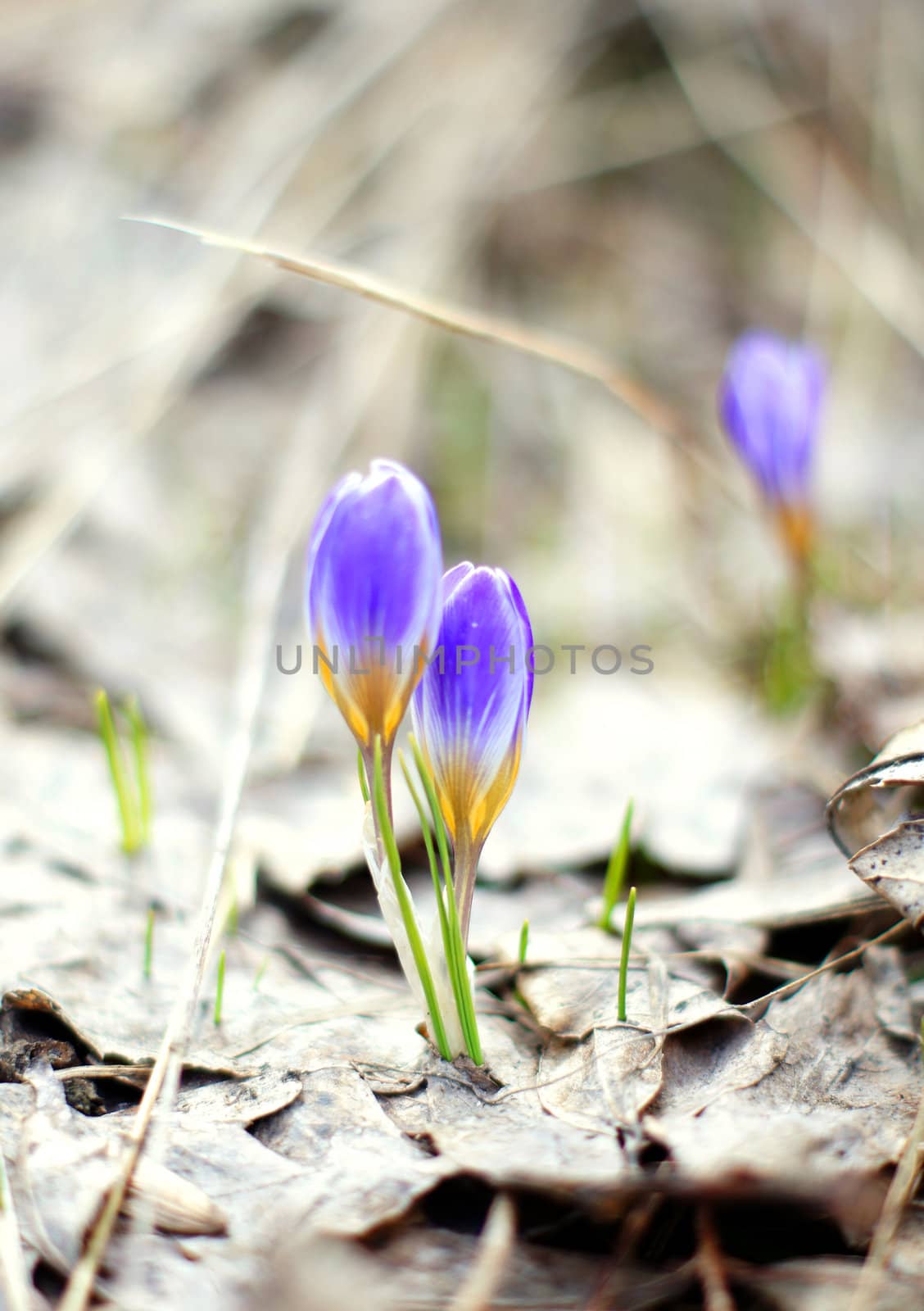 First spring flowers: blue crocus flowers in the wood