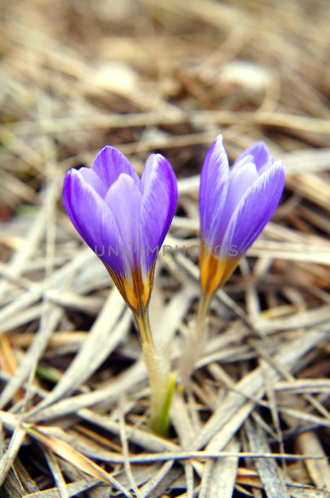 First spring flowers: blue crocus flowers in the wood by Elet