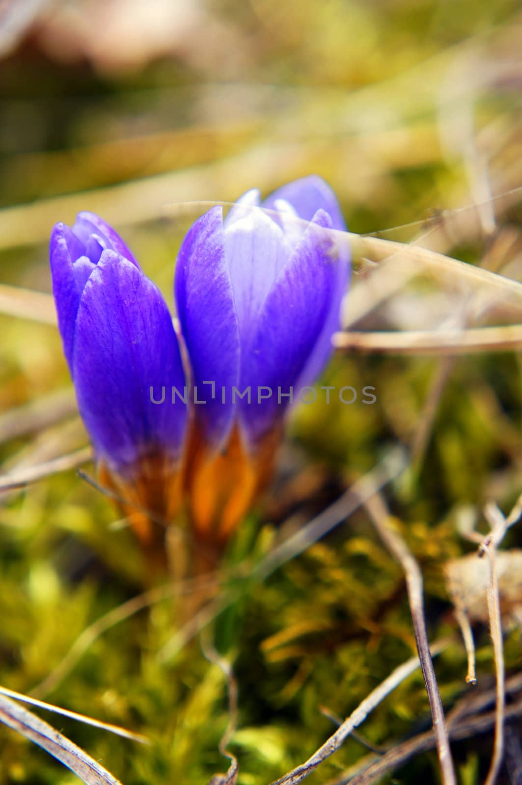 First spring flowers: blue crocus flowers in the wood