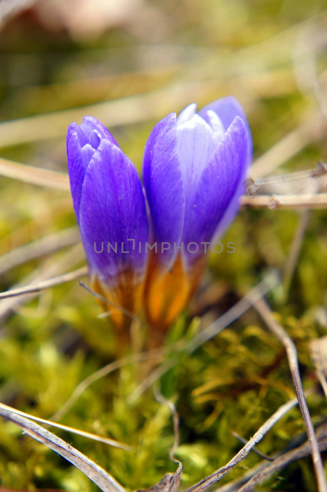 First spring flowers: blue crocus flowers in the wood