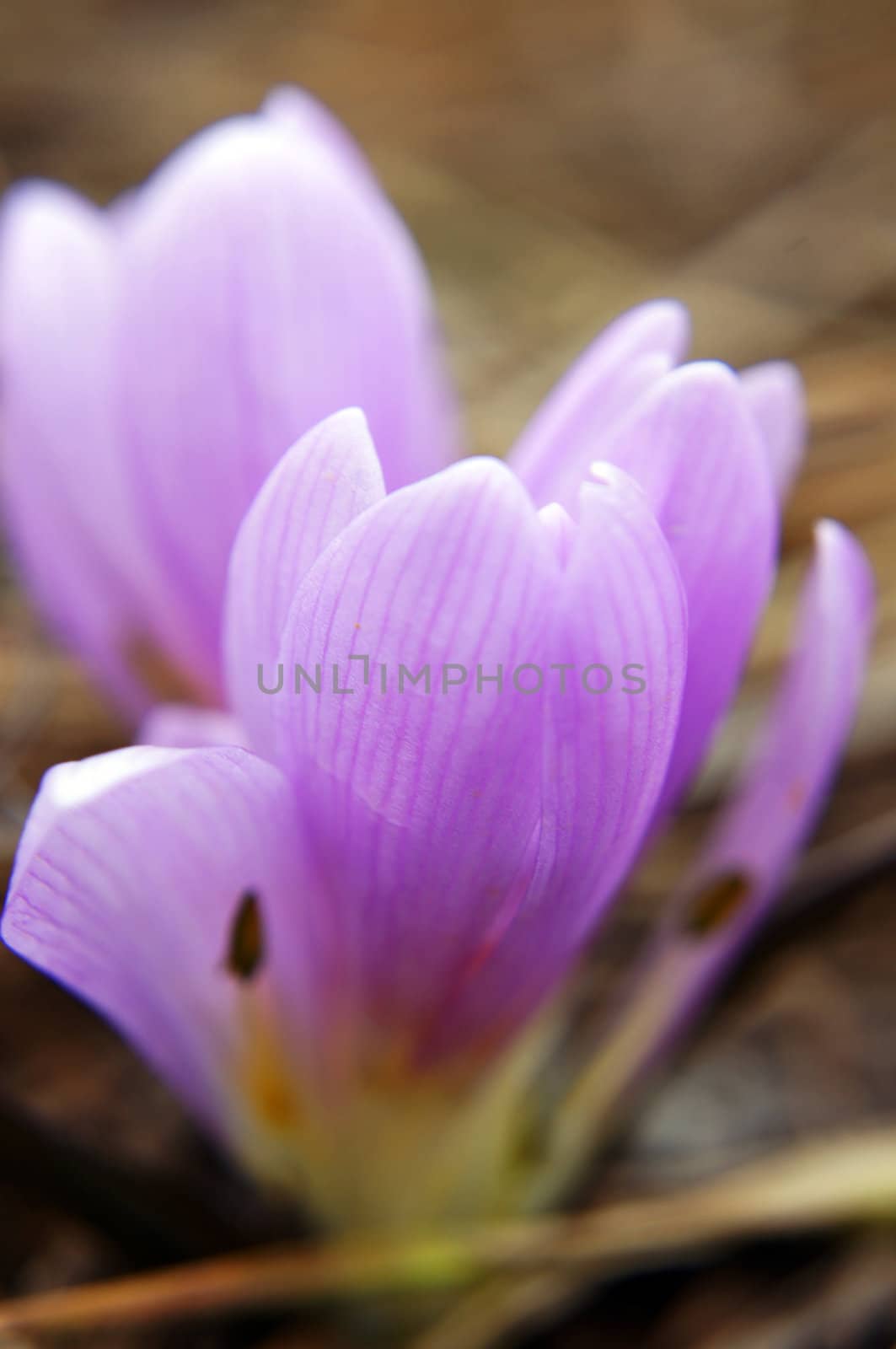 First spring flowers: blue crocus flowers in the wood by Elet