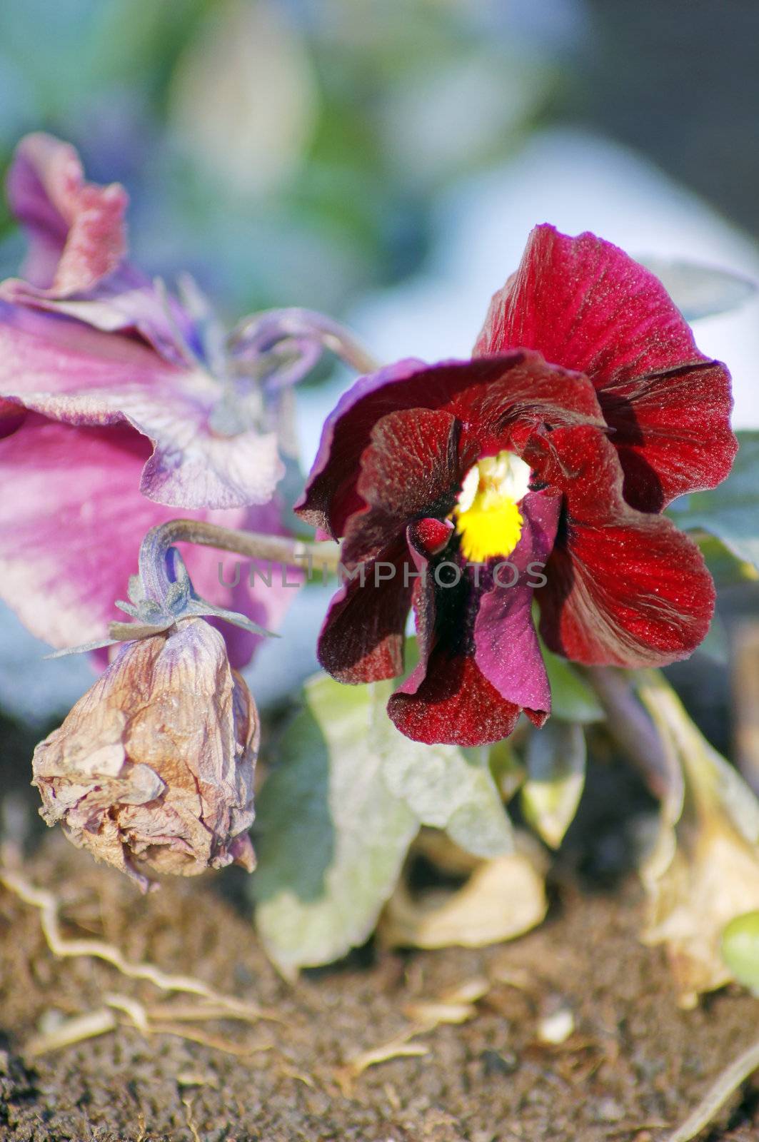 Close up of tricolor viola flowers  in the garden