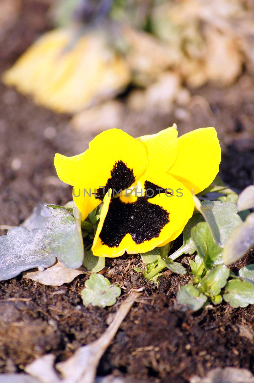 Close up of tricolor viola flowers  in the garden