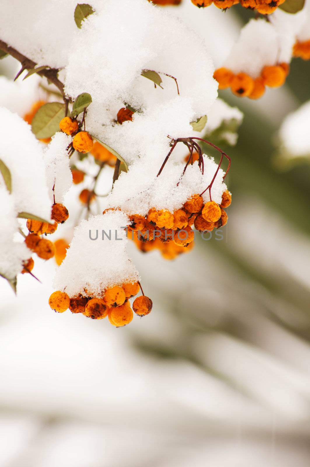 Red guelder-rose under snow and ice