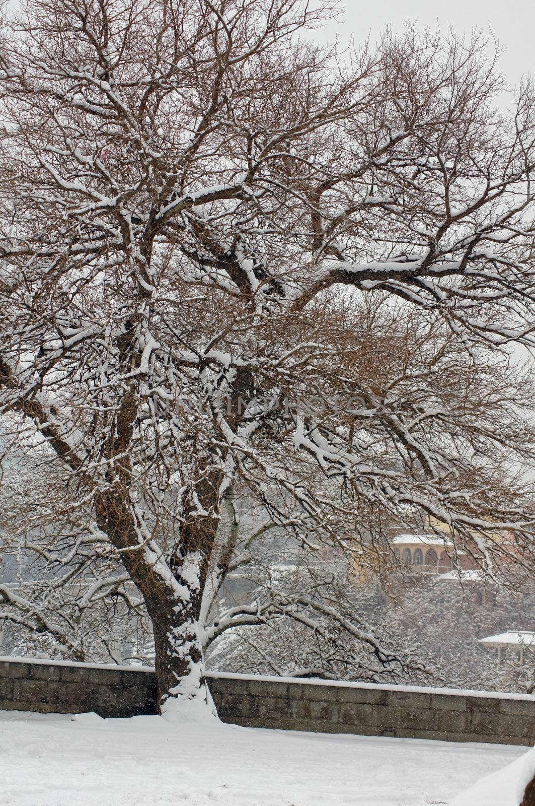 Snowing in Old Tbilisi, Georgia              