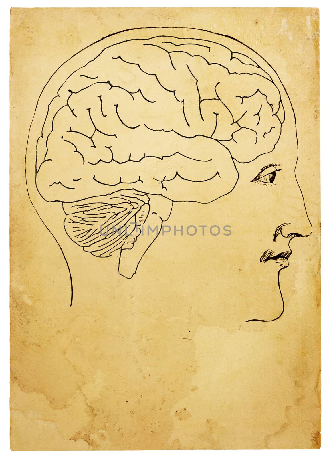 Old Style Head and Brain Illustration by Em3