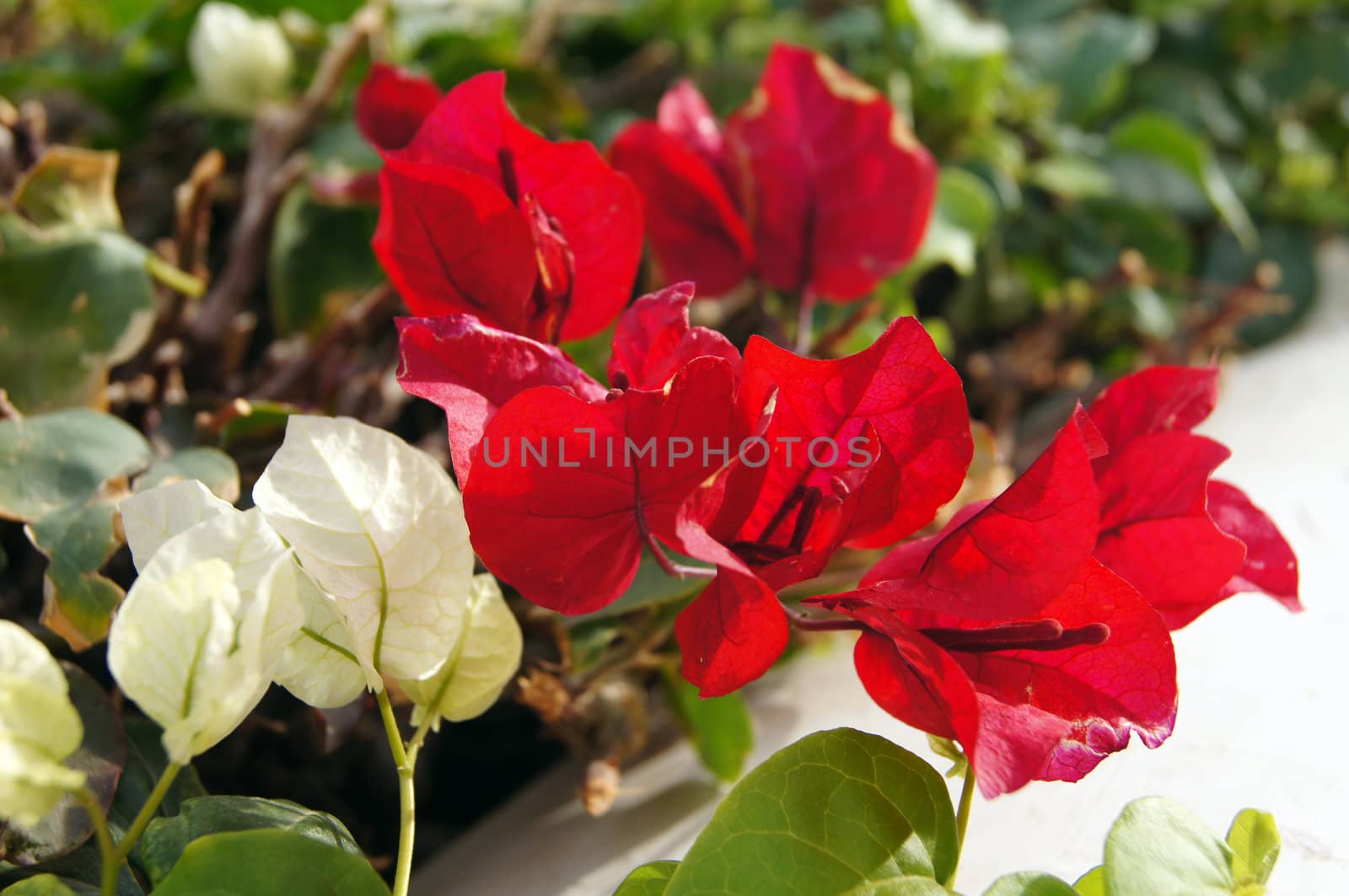 Close up of Bougainvillea plant flowers      