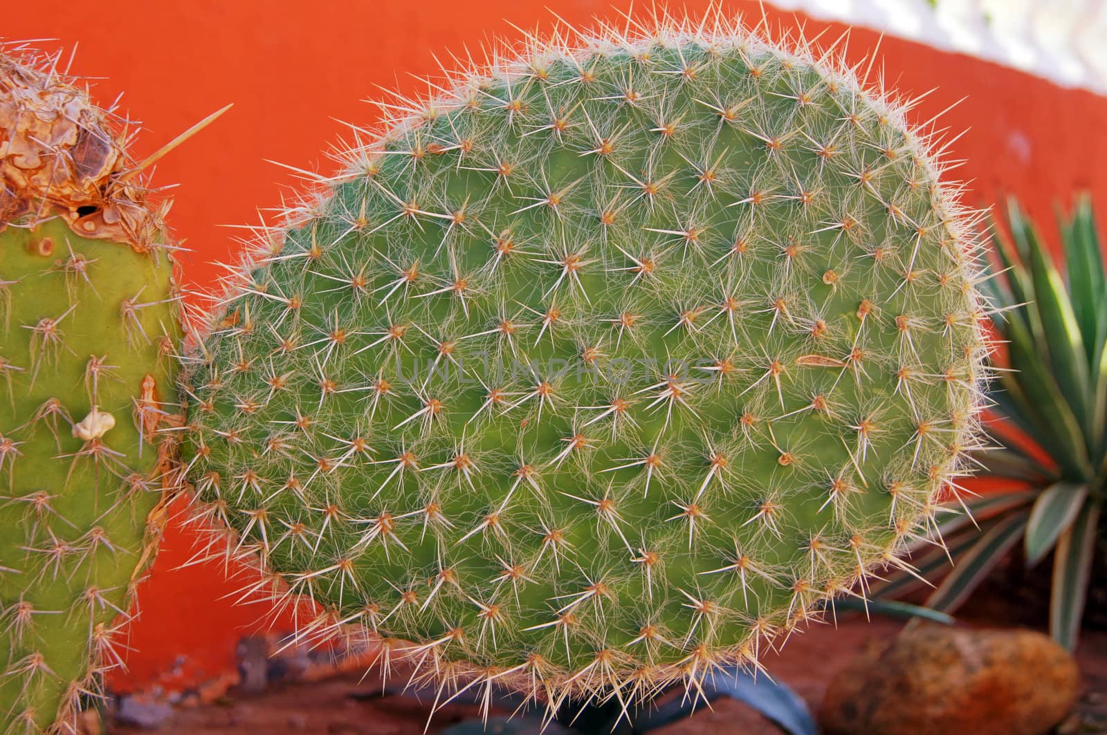 Close up of cactus part in the garden         