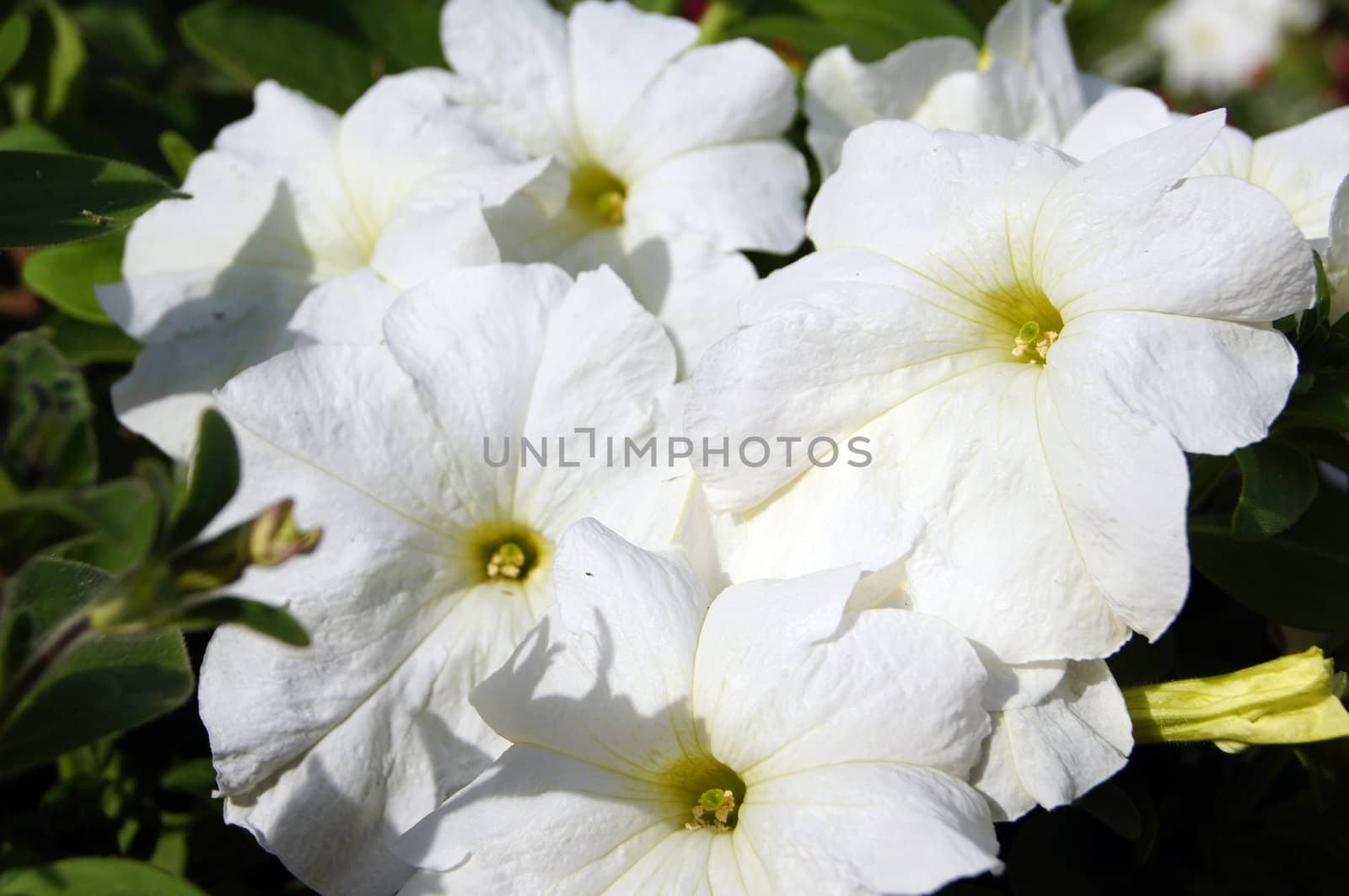 Close up of white mirabilis flowers           