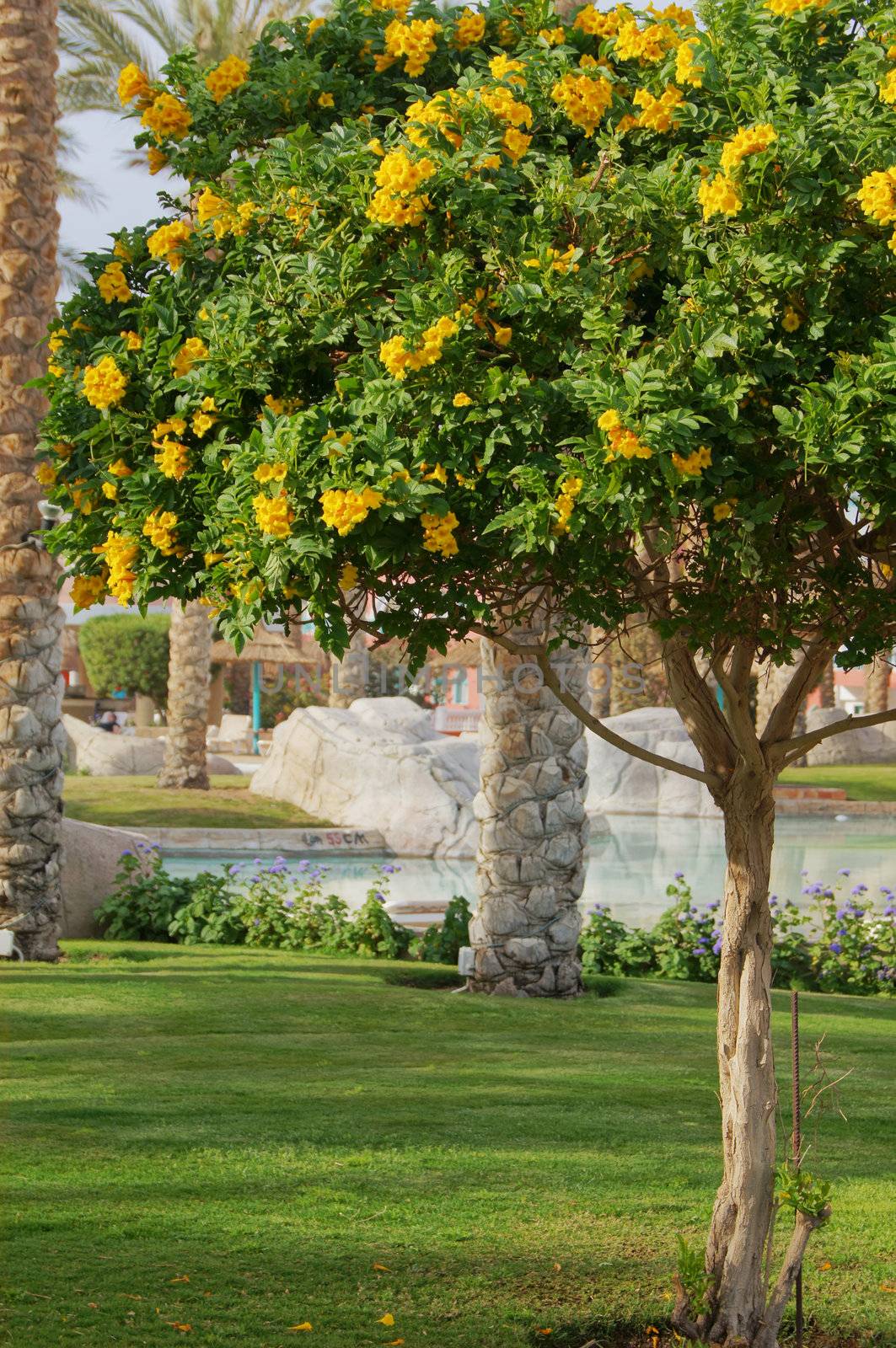 Spring time: close up of allamanda tree             