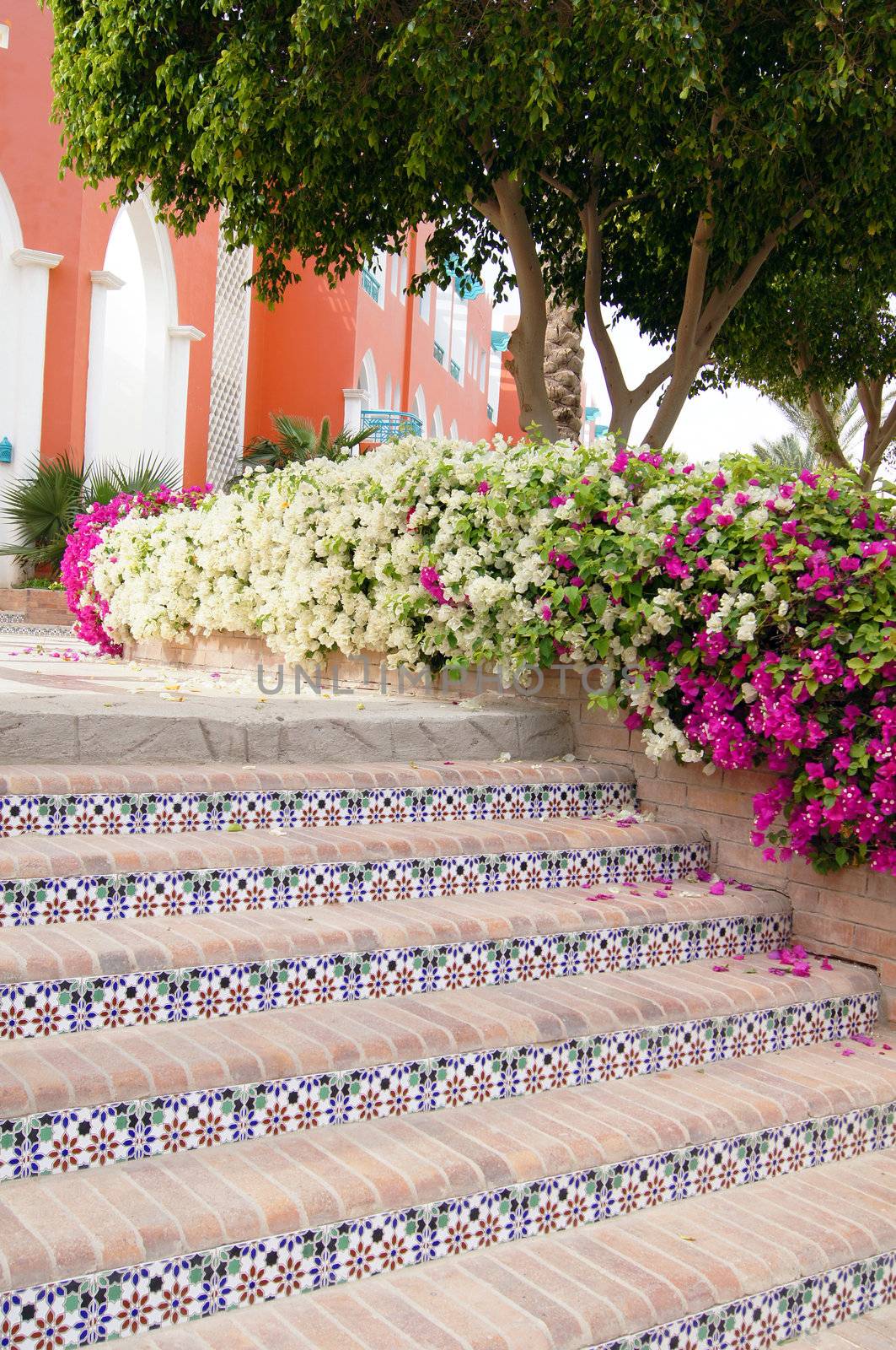 Courtyard of mediterranean villa with ceramic tile walkway and blooming bushes in Egypt           