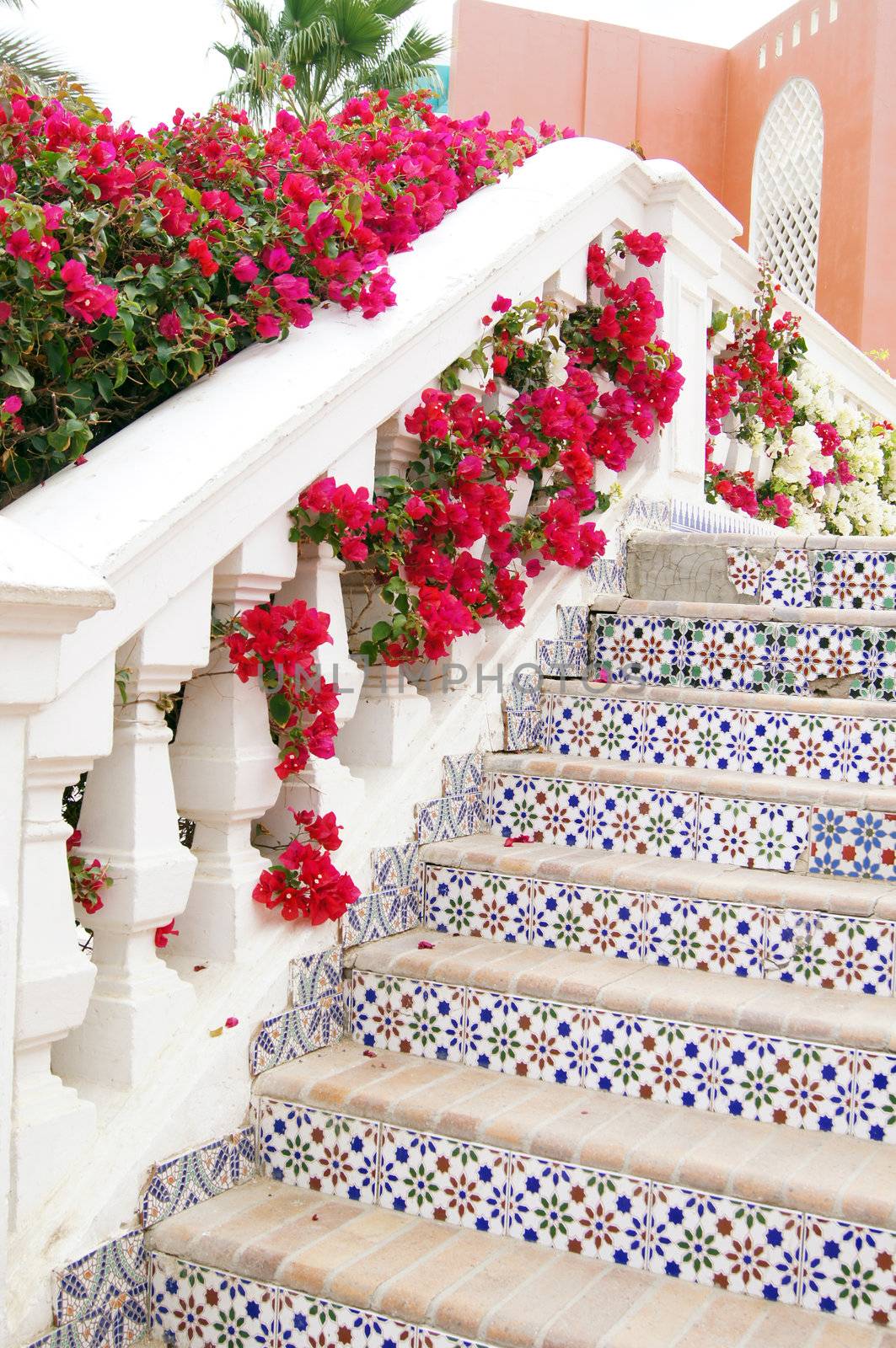 Blooming bougainvillea plant and ceramic riled stairs