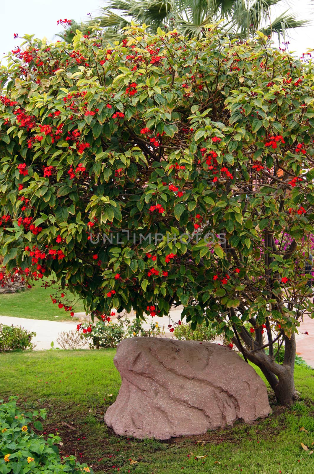 Blooming tropical tree with bright red flowers by Elet