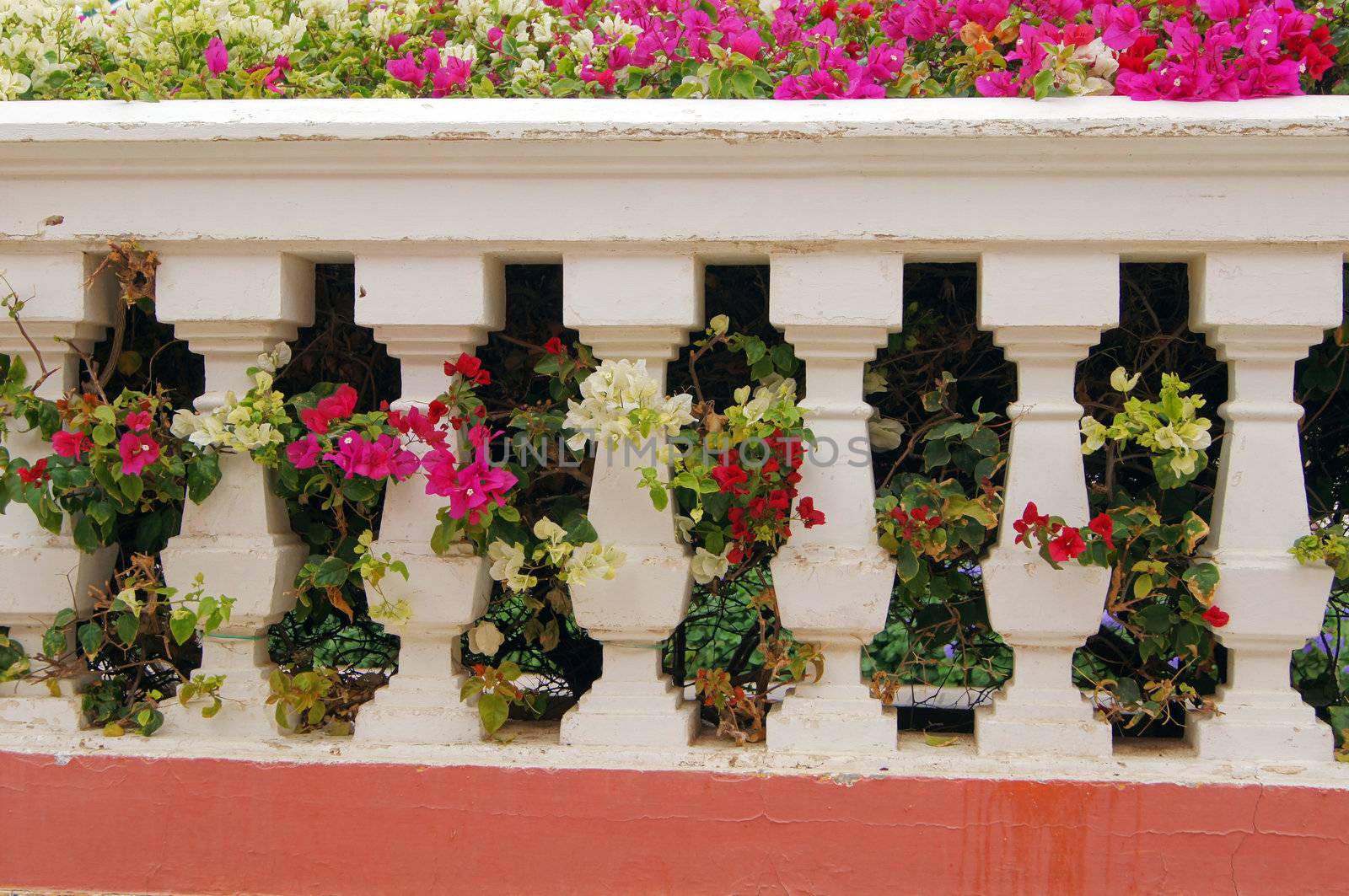 Bougainvillea by Elet