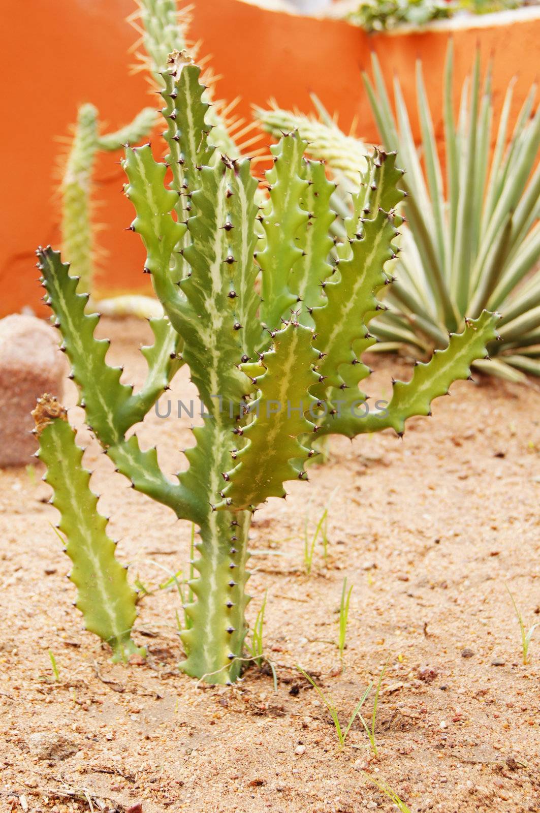 beautiful desert landscape with different sorts of cactus