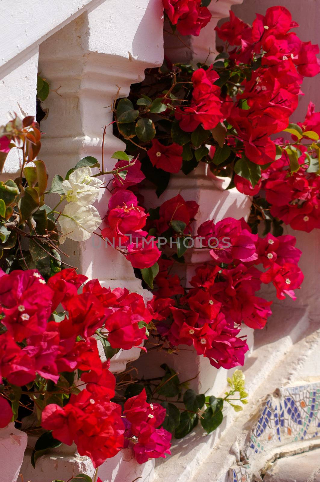 Bougainvillea  by Elet