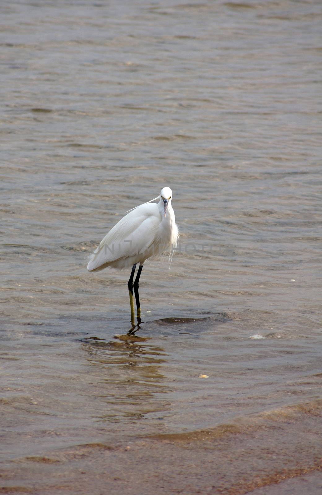 Heron bird is staying in the sea                  