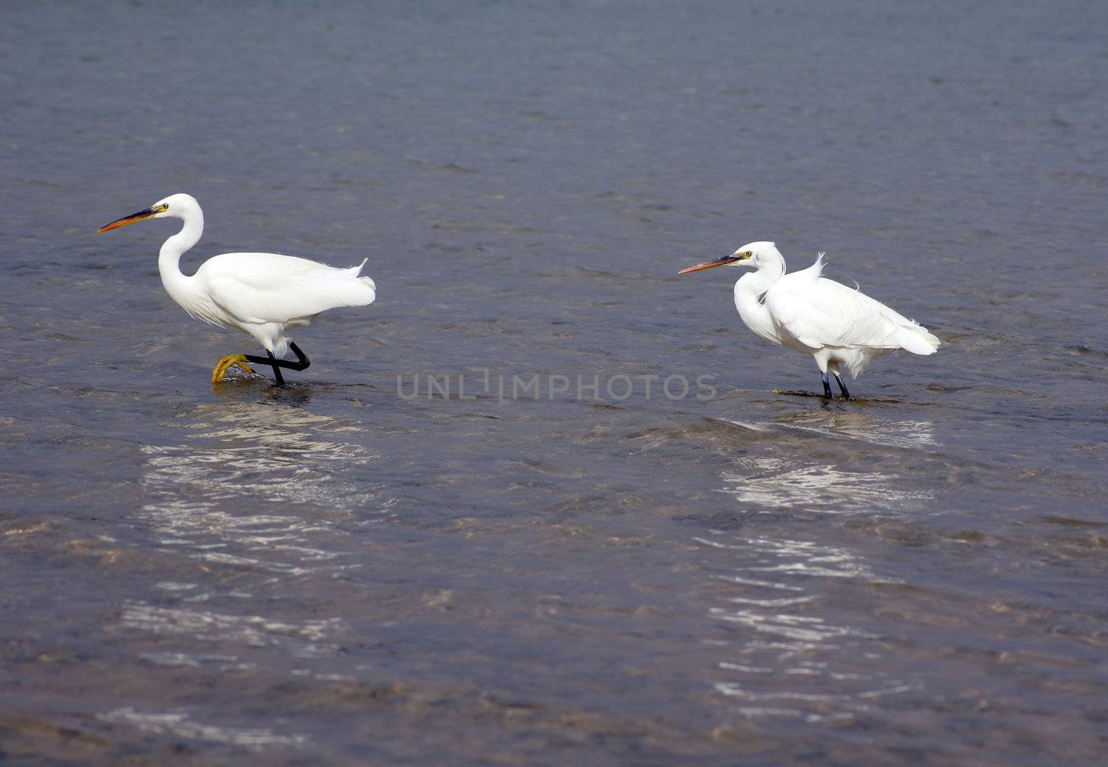 Couple of heron birds walking in the sea           