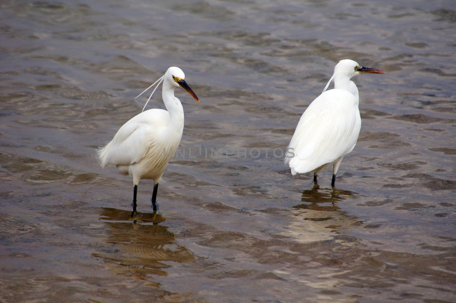 Close up of a pair of egret birds in the sea                