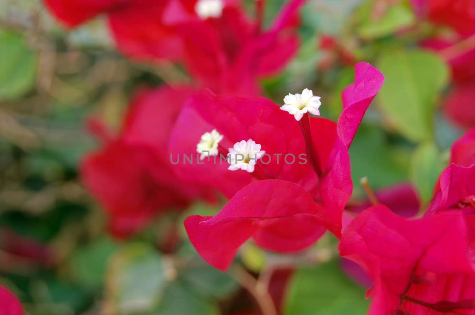 Close up of flowers of bougainvillea                