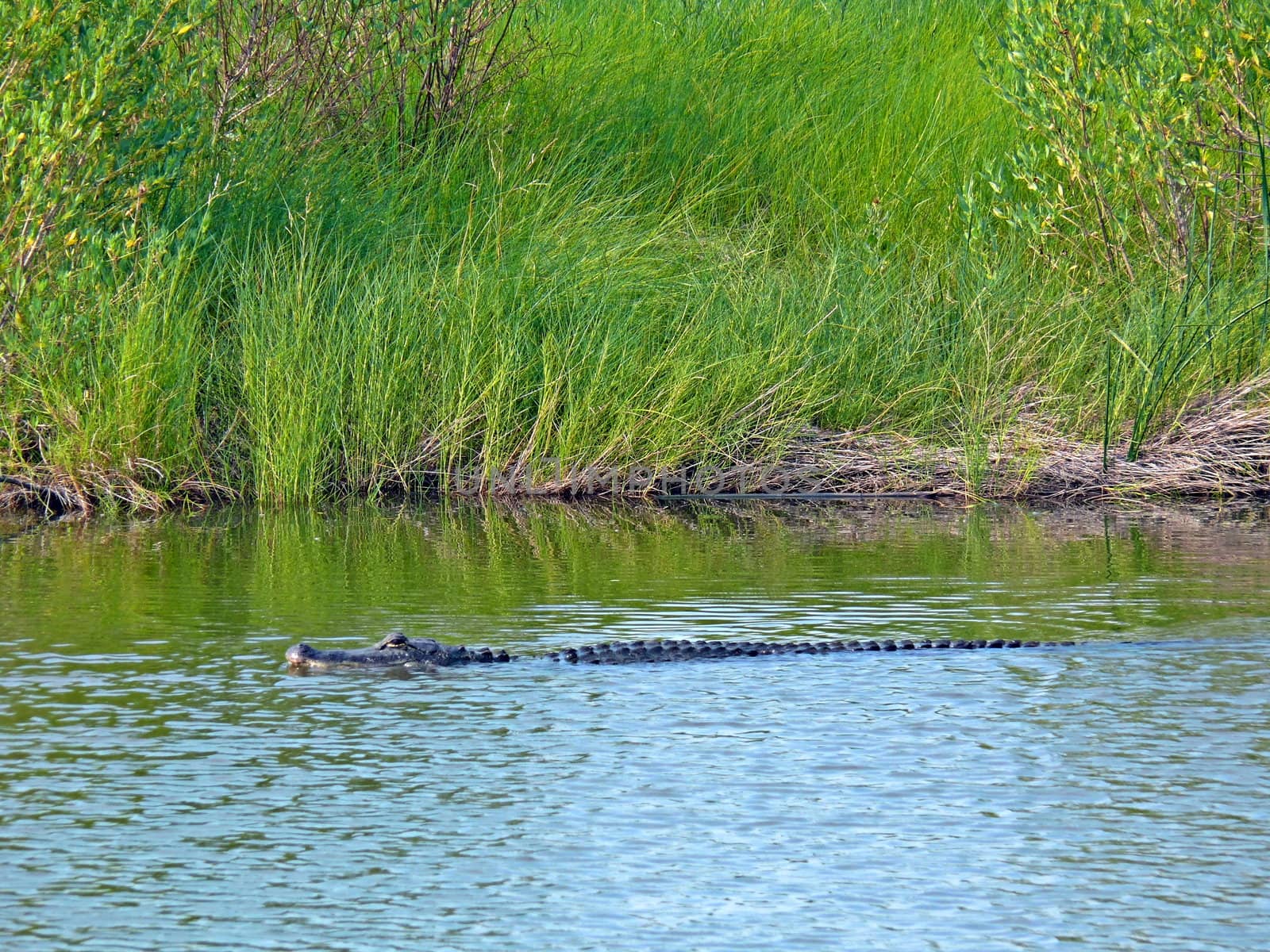 An American Alligator in a bayou  at Anahuac Wildlife reserve , Texas