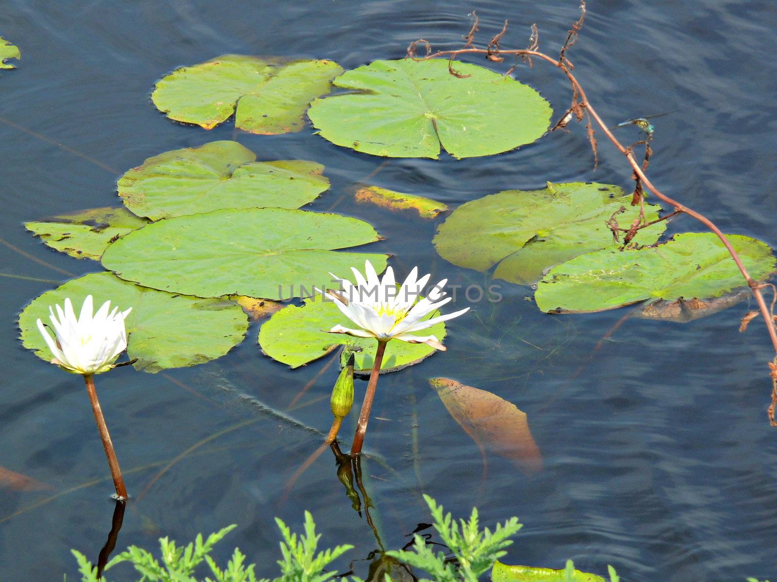 Two water lilly blooms at Anahuac wildlife reserve, Anahuac Texas