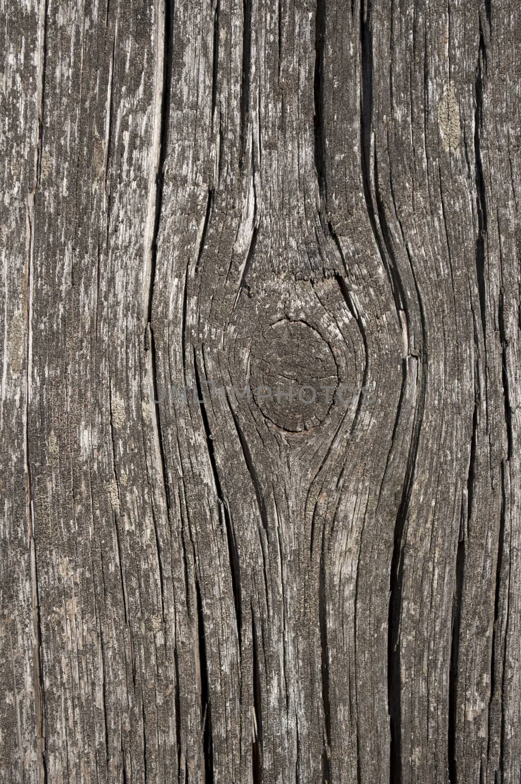 Texture of the old grey boards with knots and cracks