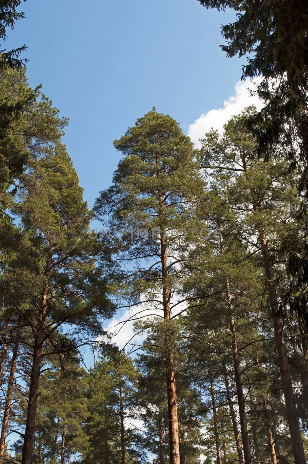 The trunks of the pines against the blue sky in the forest