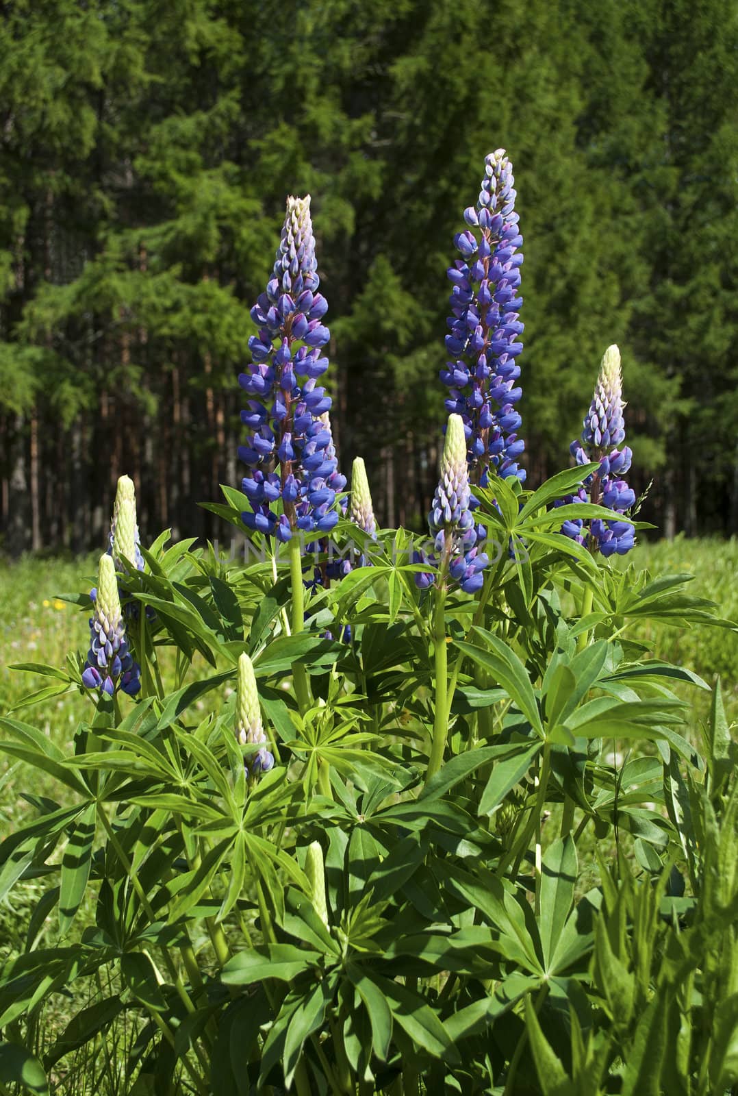 Flowering  wild lupins on forest background