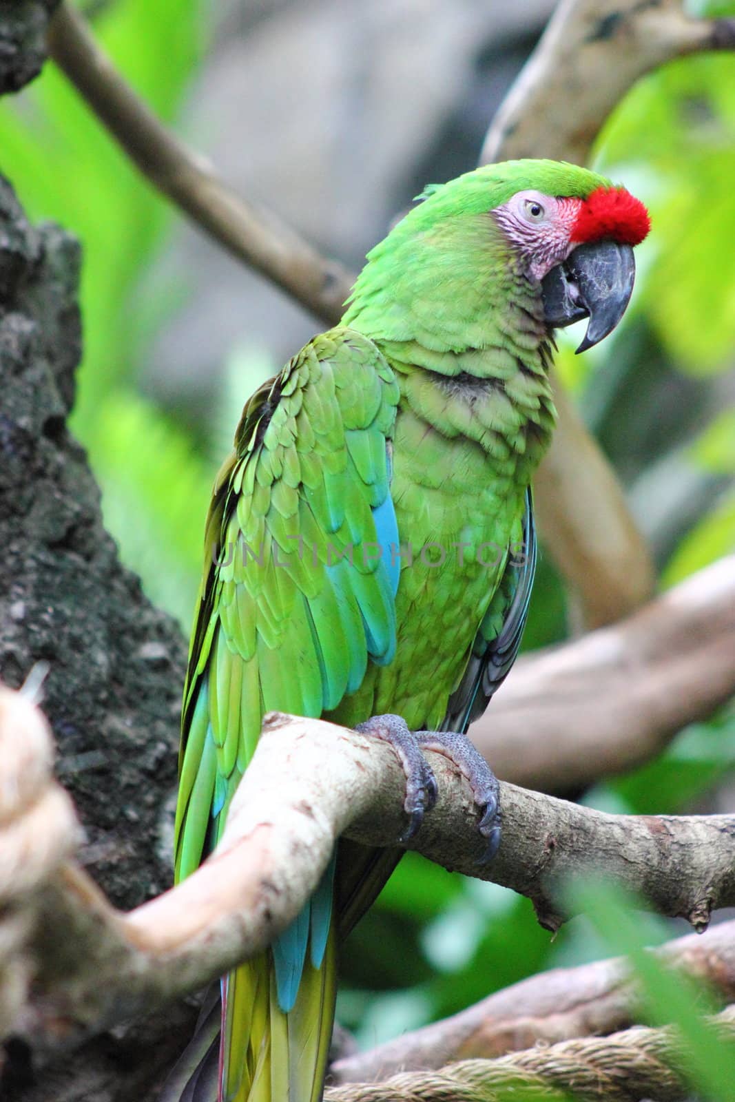 Closeup of a military macaw sitting on a branch.