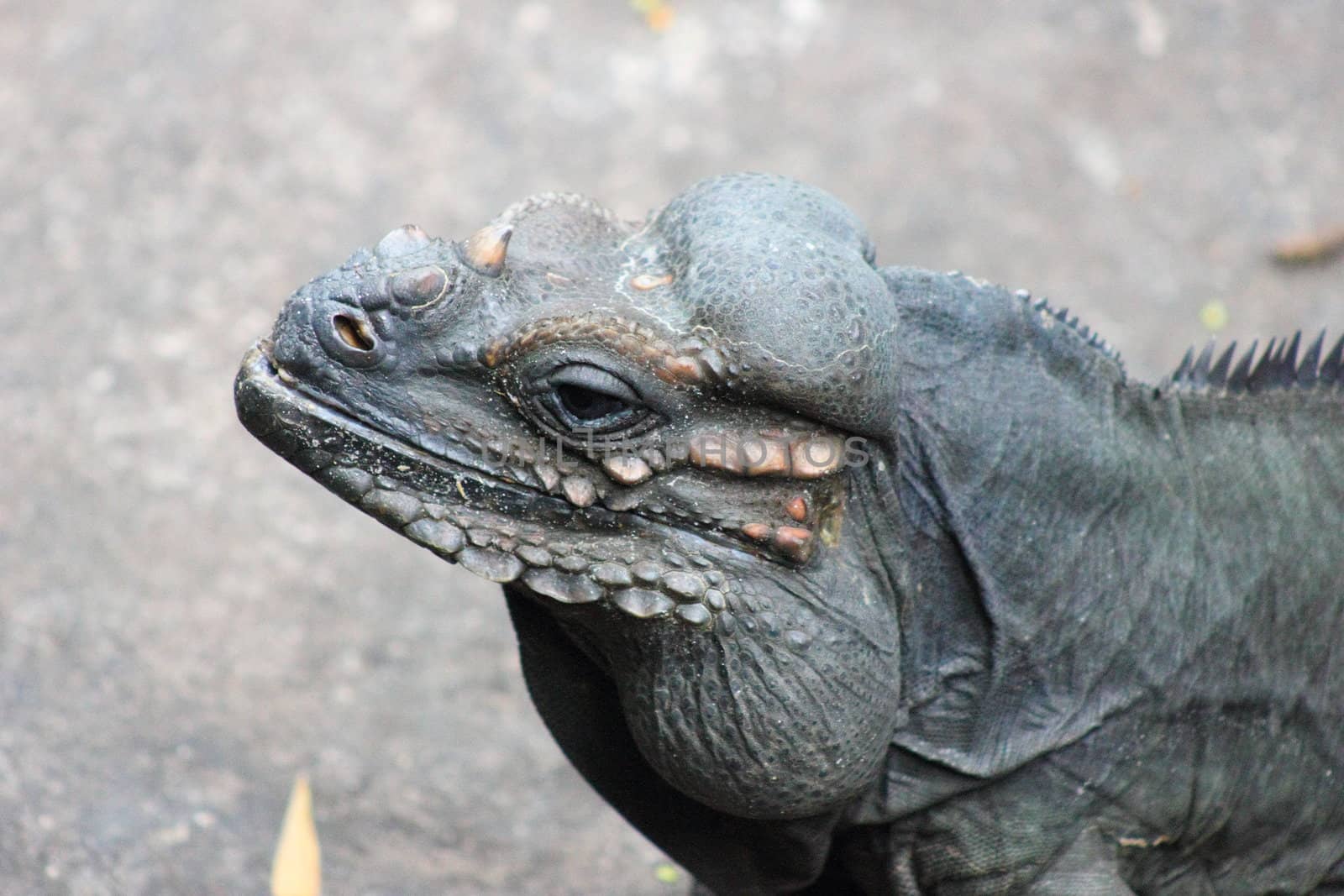 Closeup of an iguana sitting on a rock.