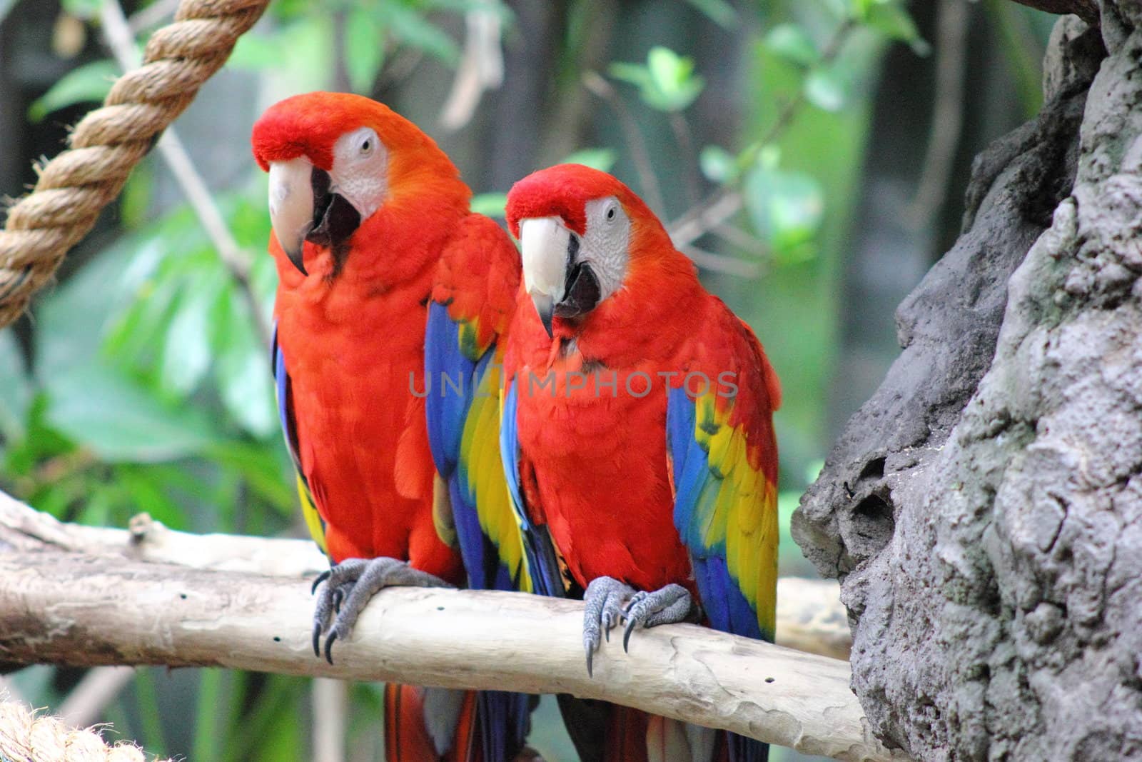 Two Scarlet Macaws by abhbah05