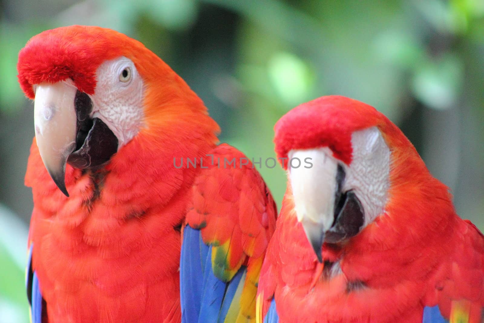 Closeup of two scarlet macaws sitting on a branch.