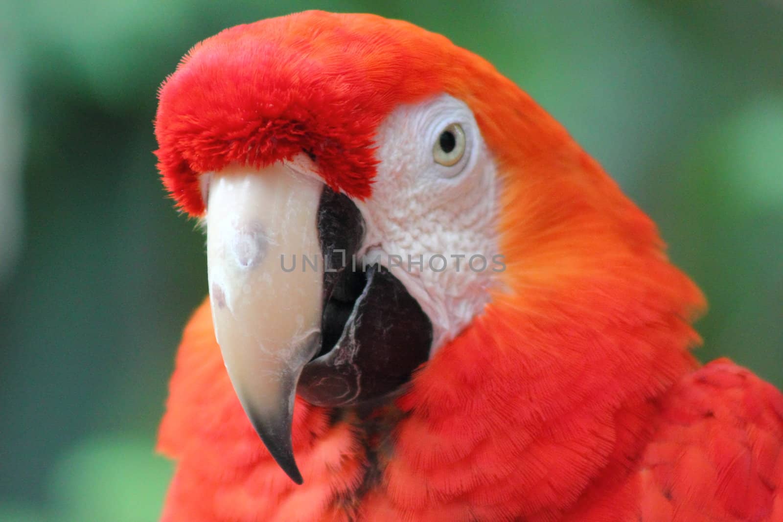 A closeup of a scarlet macaws face.