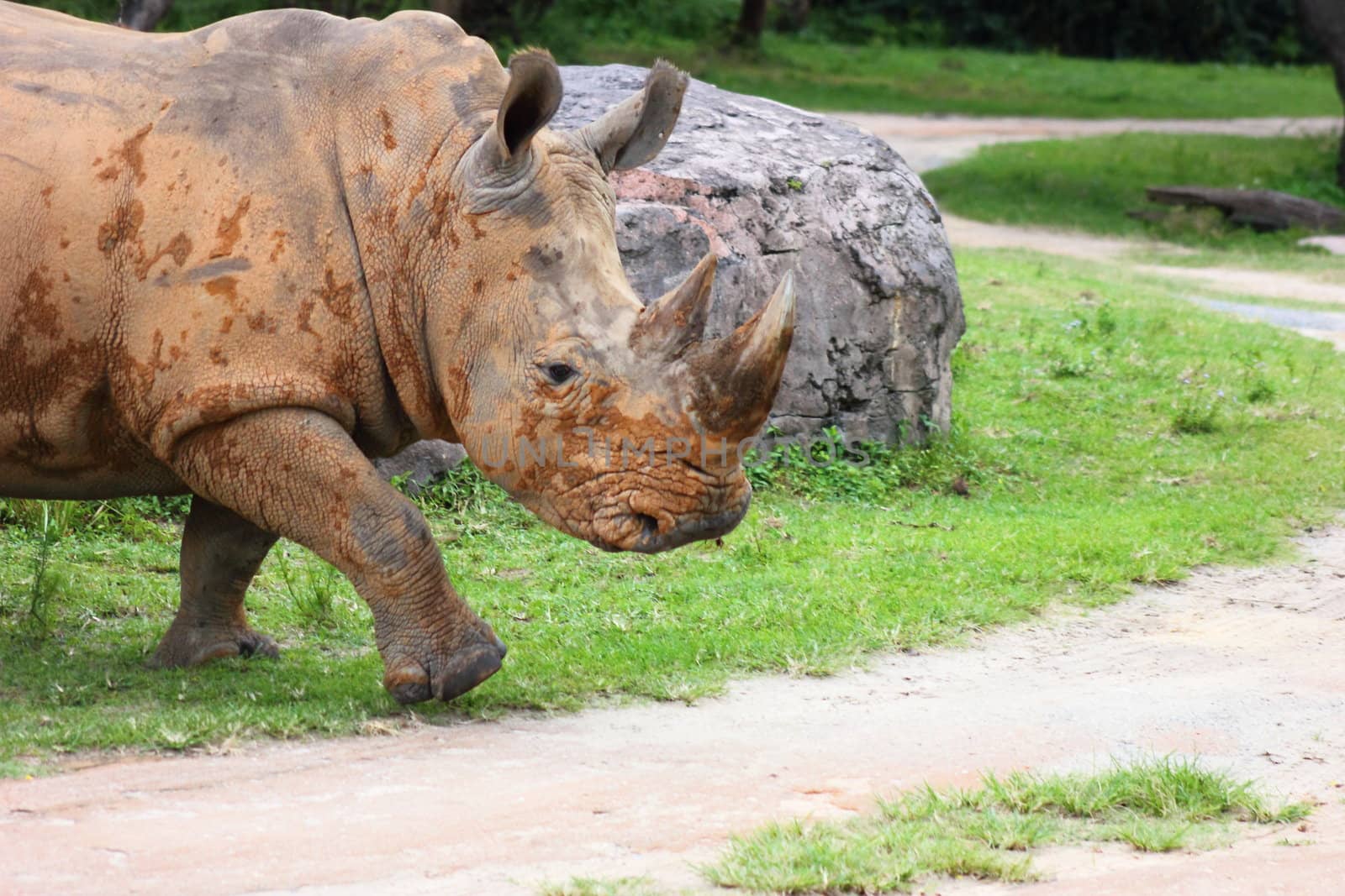 A muddy white rhino charging through the park.