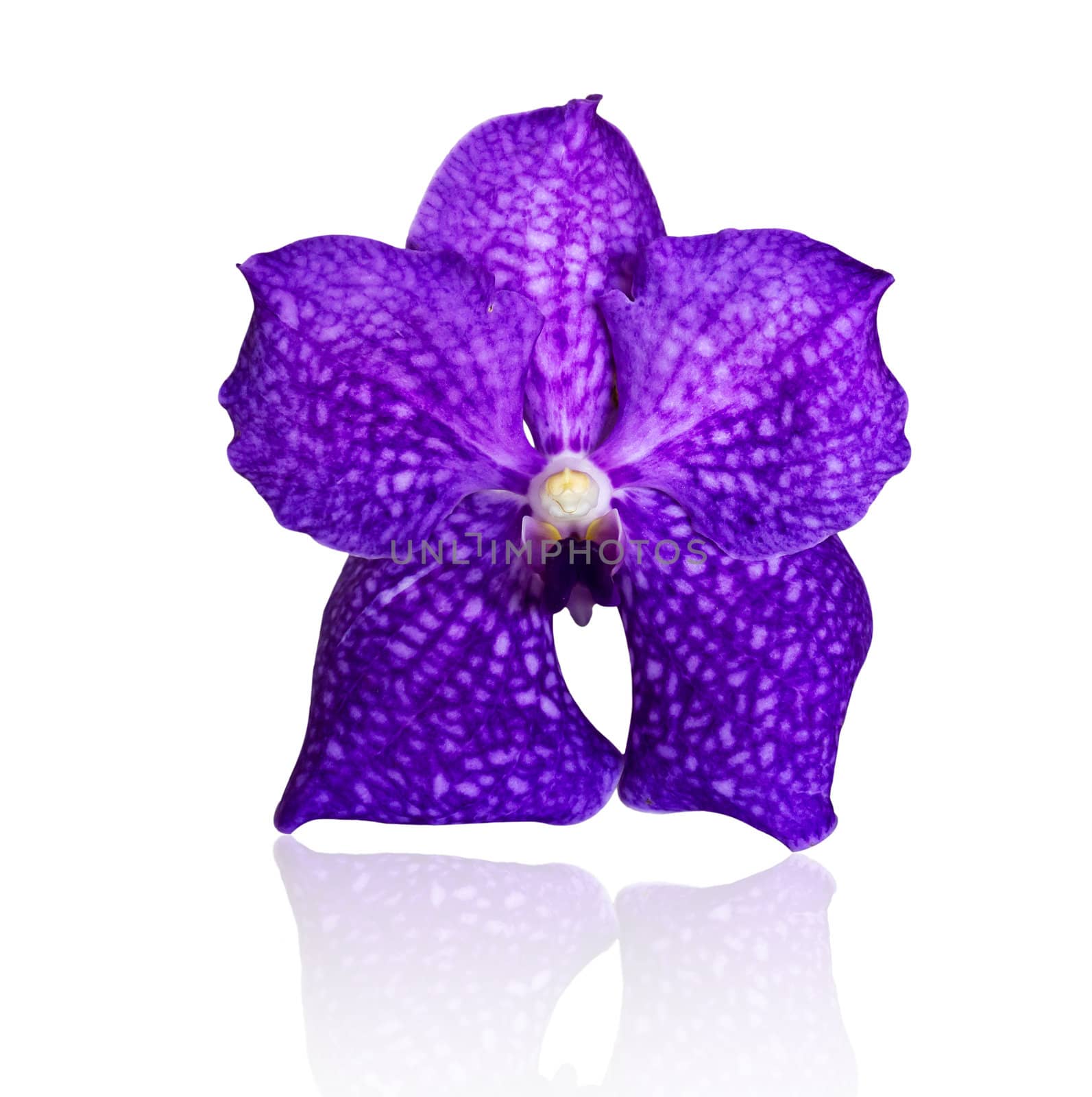 Beautiful violet orchid against on white background