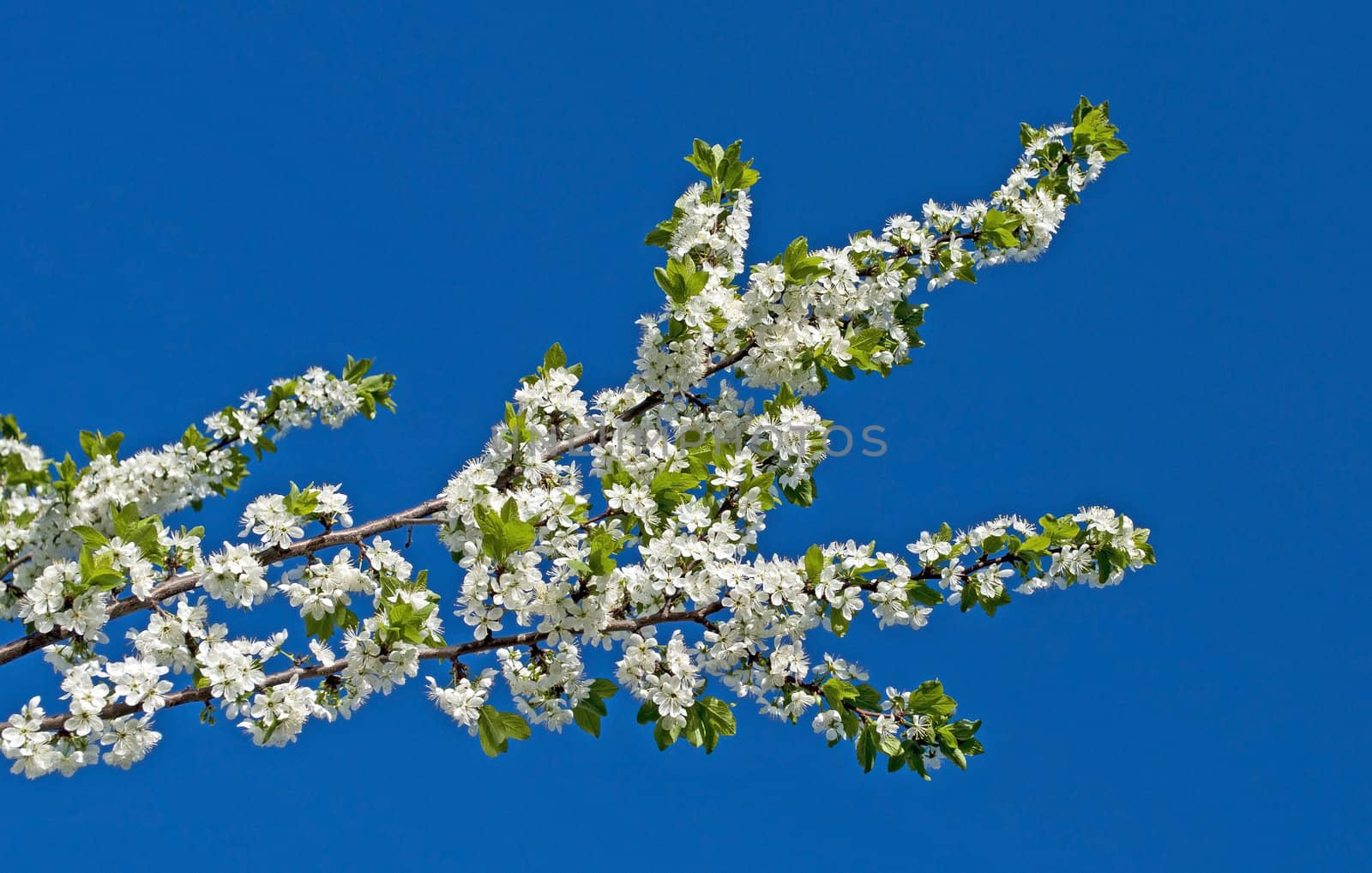 The branch of cherry blossoms against the blue sky